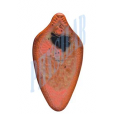 Liver Fluke Model